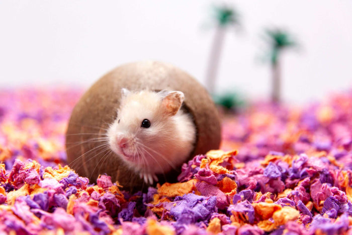 Are you considering a fluffy addition to your family, one that fits snugly in the palm of your hand and charms you with its tiny antics? Look no further than the humble hamster! These pint-sized bundles of energy have been winning hearts around the world