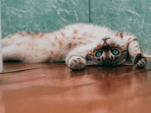Image Source As a conscientious cat owner, it’s crucial to ensure that your pet is taken care of at all times. Part of it is ensuring that your babies are leading a peaceful and comfortable existence. But aside from this, there are a few other things to c
