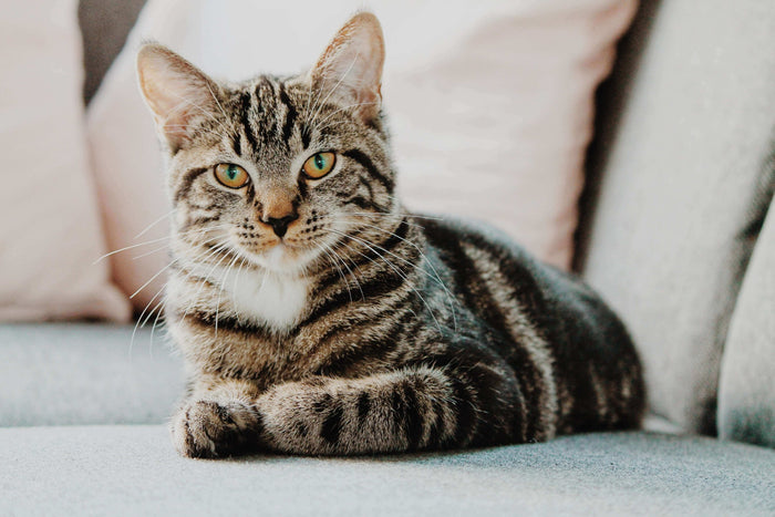 Photo by Erik-Jan Leusink on Unsplash A healthy cat coat is essential for your cat's overall well-being. Not only does it contribute to their physical appearance, but it also plays a crucial role in their health and comfort. A shiny and smooth coat indica