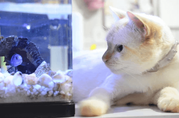 Photo by Ludmilahaikal from Deposit Photos With their agile grace and insatiable curiosity, cats often find themselves captivated by the most intriguing of household spectacles: the fish tank. This shimmering, watery world, alive with movement and color,