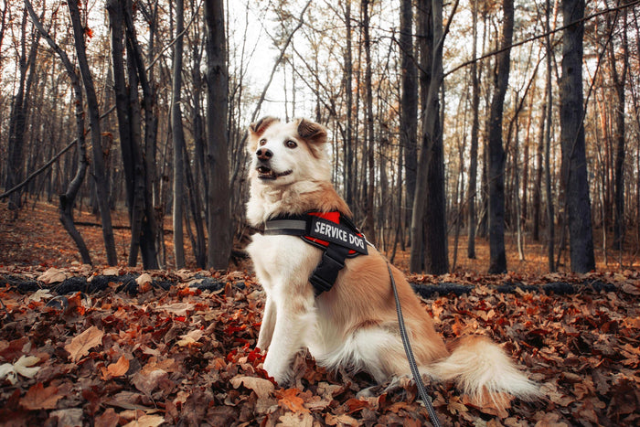 Photo by Janusz Walczak on Unsplash Many people struggle with panic attacks in daily life. A Service Dog For Panic Attacks can be trained to help during these hard moments. This guide will show you the steps needed to qualify for a service dog and make th