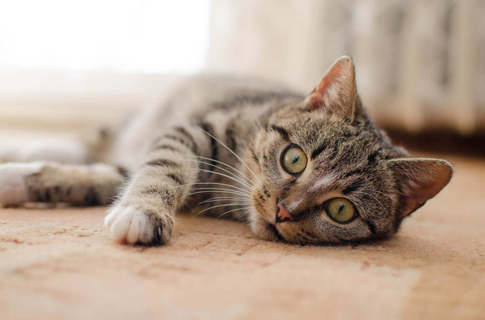 There’s something undeniably comforting about the quiet presence of a cat in your home. Whether they’re curled up in your lap, perched on a windowsill, or darting around in a sudden burst of energy, cats bring a special kind of companionship that’s equal