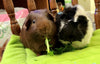 What do Guinea Pigs See and Taste? Plus, Other Common Questions