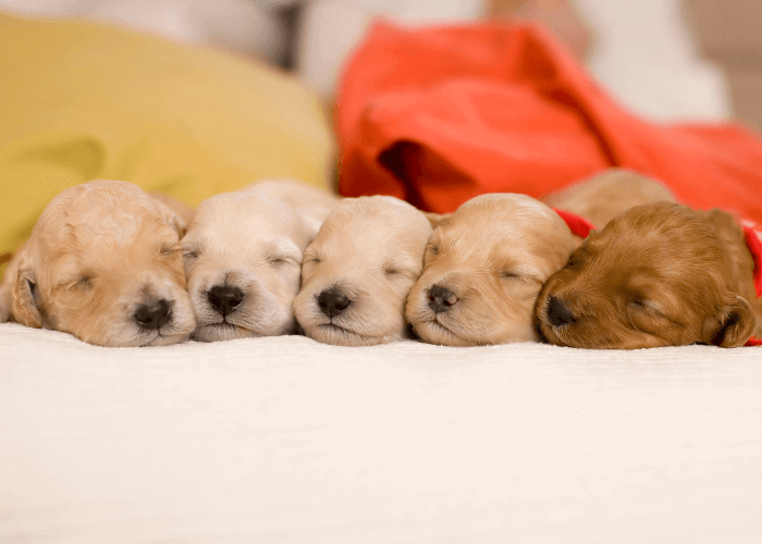 Photo Source: canva.com In today’s world, acquiring a puppy is about choosing a furry companion and ensuring the puppy comes from a responsible, ethical source. The growing concerns over puppy mills, scams, and poor breeding practices have led many potent