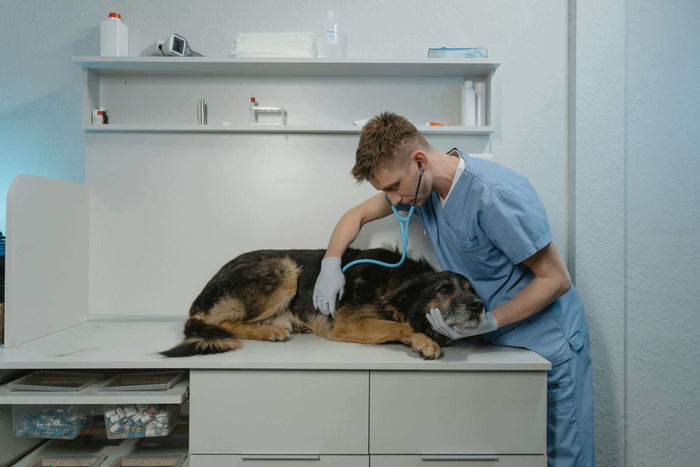 Dogs are precious companions, known for their faithfulness and playful qualities, but like humans, they can fall victim to serious diseases. Some of these infections can cause immense pain, despair, and even fatal complications if not treated timely. Acco