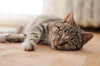 The Joy of Cat Ownership: Why Feline Friends and ökocat Natural Cat Litter Make Life Better
