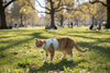 The Top Features to Look for in a Cat Harness and Leash