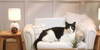 Setting Up a Cat-Friendly Living Space Without Remodeling Your Home