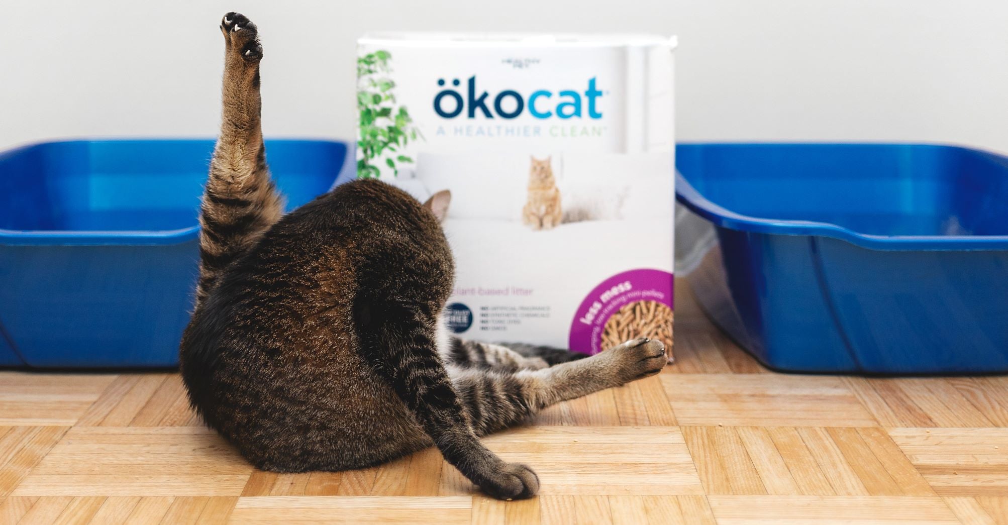 The 3 Best Cat Litter Mats of 2024