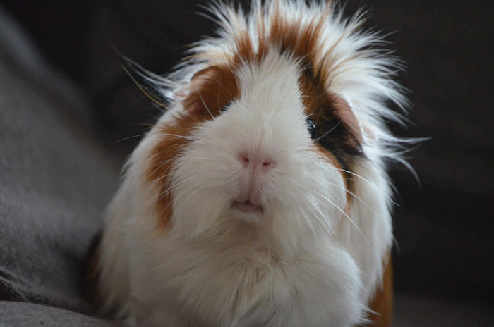 Guinea pigs make a great first pet. Not only do they have fun personalities and make the cutest noises – they often purr when they are happy, but they are also very easy to care for. Make sure you have space in your home and your heart for two guinea pigs