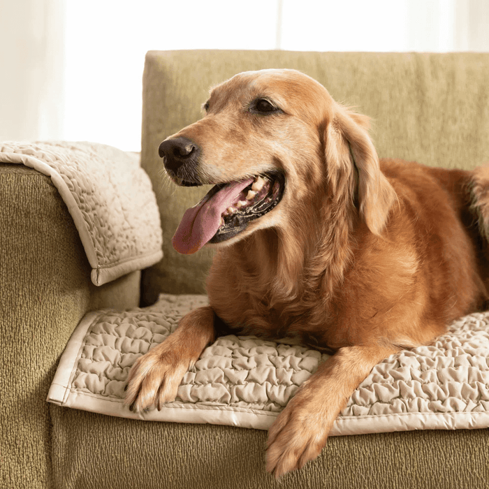 As much as we love our furry companions, they can sometimes bring chaos into our homes. Whether it's the occasional chew mark on the furniture, muddy paw prints on the carpet, or even the more hazardous behaviors like scratching the couch, designing a sty