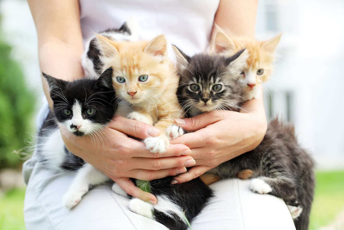 One has to have a heart of stone not to fall in love with a kitten. My first cat came into my life when I was seven years old. Minky was a tri-colored farm cat. We fed our cats milk, which they shared with a nocturnal hedgehog family that lived in our sho