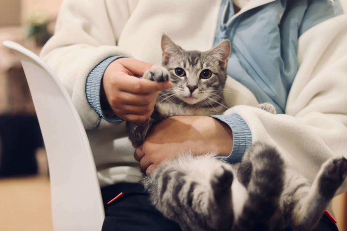Photo by Werzk Luuuuuuu on Unsplash It is not surprising that over 50% of the world's population are pet owners. Hence, it becomes pertinent to look after the health and wellbeing of your furry child. Remember, owning a pet goes beyond simply providing th