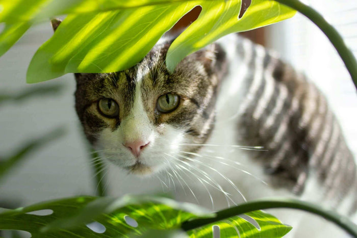 Photo by Sarah Shull on Unsplash Adding greenery and fresh blooms to your living space can uplift your mood, freshen the air, and create a cozy, inviting environment. But if you're sharing your home with a curious cat or a mischievous pup, choosing the ri