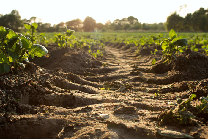Did you know that carefresh bedding is 100% biodegradable and compostable? carefresh is a made from scratch small pet paper bedding, which allows it to be returned from where it came—the earth! Not only are we committed to making sustainable products, but