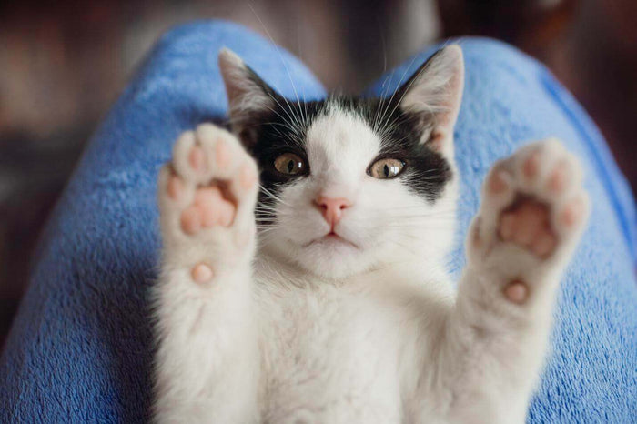 Photo Credit: freepic.diller Via Freepik In our journey to provide the best care for our furry friends, the concept of 