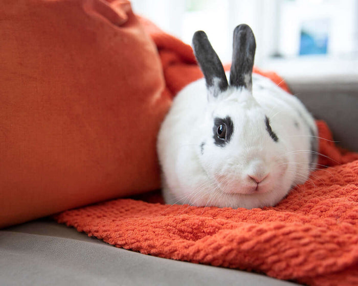 Are you thinking of getting a rabbit, but concerned about litter training? Wonder can it really be done? The short answer is yes, it can! All it takes is a little consistency and planning. It can be very difficult to change a rabbit’s habits once establis