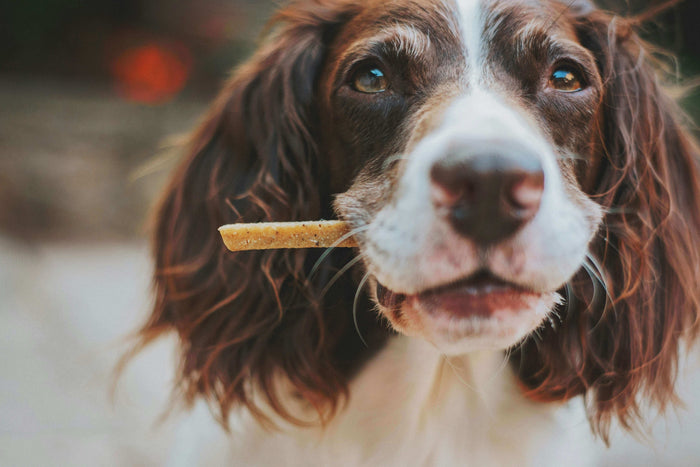 Photo by James Lacy on Unsplash Consistency is key to keeping your dog calm and content. Just like humans, pets thrive on routine. Regularly giving your dog calming treats can help it manage stress, anxiety, and hyperactivity, but only if it is consistent