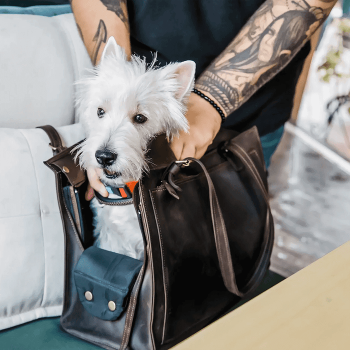 Finding the right travel carrier for your cat or small dog can completely change how your pet reacts to vet visits, car rides, or city travel. The difference between a calm journey and a stressful one often comes down to ventilation, size, structure, and