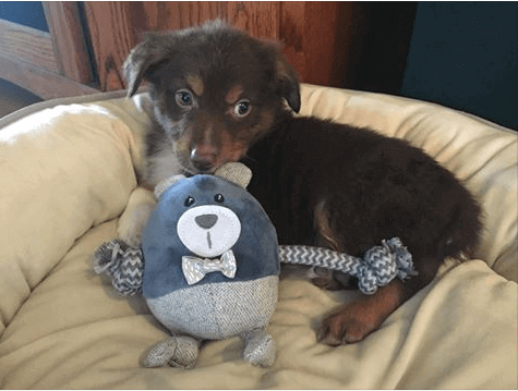 A good night’s sleep is just as important for your furry companion as it is for you. Dogs, regardless of breed, size, and age, need a designated spot where they can unwind, relax, and rest their joints. A well-chosen dog bed doesn't just provide comfort;