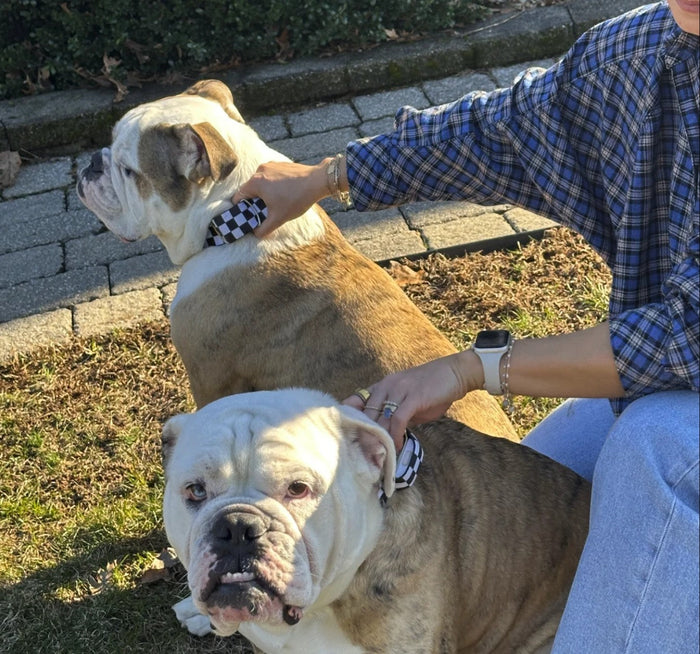 english bulldog with gps tracker