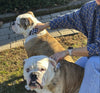The Tech I Use to Keep My Dogs Healthier (And the One That Actually Surprised Me)