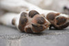 Taking Care of a Dog's Paws: Everything You Need to Know