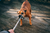 What to Do After a Dog Bite: A Quick Guide