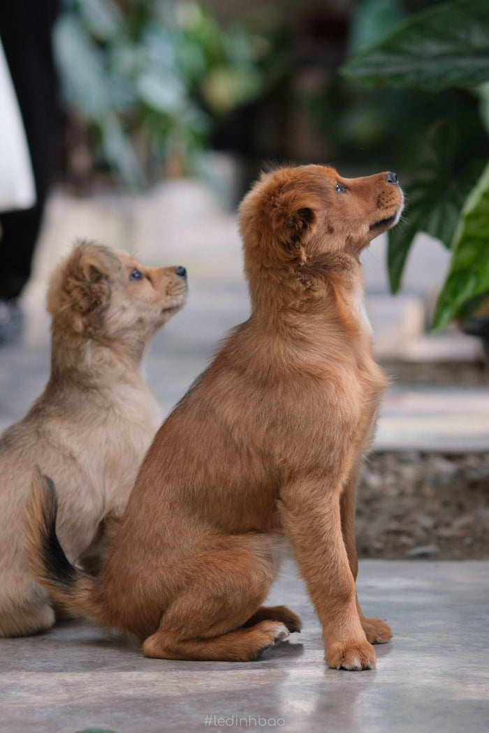 puppies