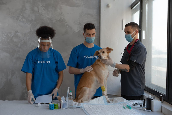 dog at vet