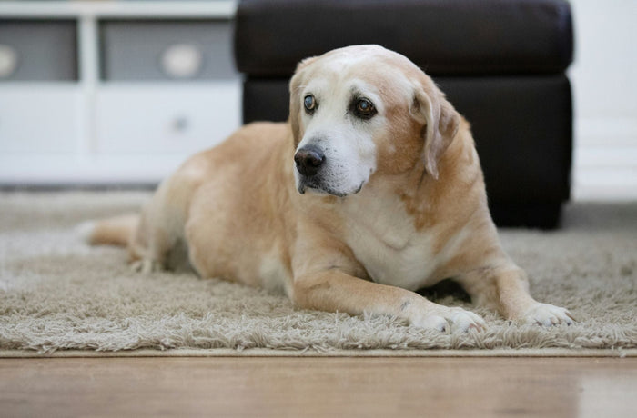 How to Care for Senior Pets: A Practical Guide