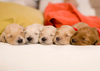 Navigating the Ethical Puppy Placement Landscape: Why Honest Pet Is the Best Option for Responsible Pet Ownership
