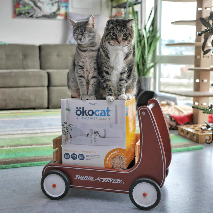 Did you know that there are over 600 million pet cats across the world with nearly 80 million in the United States alone? I happen to be the owner of two; a 20-year-old male tabby named Klaus and a blind, adventurous girl named Juno who’s 18 years his jun