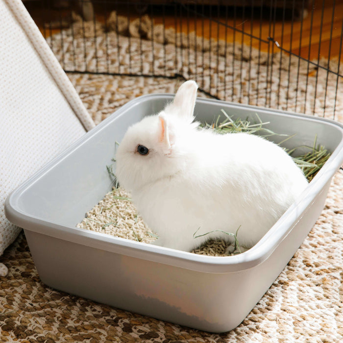 If you share your home with a bunny, guinea pigs, ferrets, or hamster, you already know—these little pets bring big joy (and sometimes big messes). The secret to keeping them cozy, clean, and your home smelling fresh? Knowing the difference between beddin