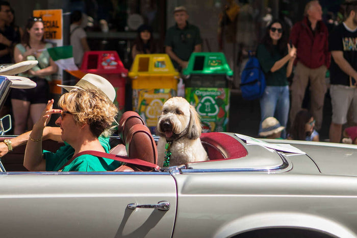 For many people, the perfect travel partner is their furry companion. It’s often the best choice as it doesn’t need or ask for much. A daily walk and some treats are more than enough. Of course, if you’re travelling by plane or some other form of transpor