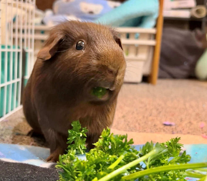 My dad used to call guinea pigs “eating machines”, and he wasn’t too far off with that assessment! But what is the proper diet needed to keep these wonderful furry companions in tip top shape? >>> READ MY FIRST BLOG POST ABOUT GUINEA PIGS HEY!! G