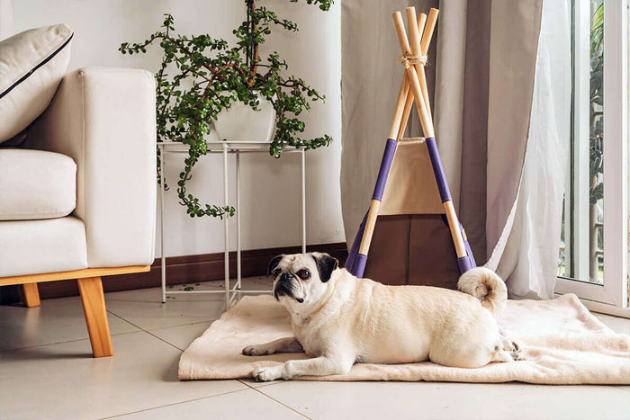 Let’s explore some dog room decorating ideas that’ll help you create a dedicated space for the furry member of your family. Getting acquainted with his new home is always a special moment after you buy a puppy, both for the pup and its new family member.