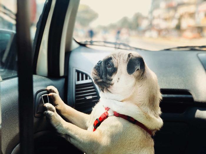 Traveling with pets can be a tricky process, especially when it comes to air travel. If you're planning to fly with your furry friend, understanding the airline's pet policies is crucial for a smooth experience. United Airlines offers in-cabin option only
