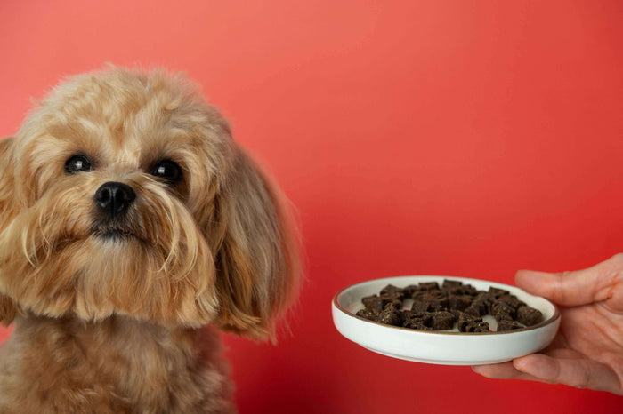 Image Source: https://www.freepik.com/free-photo/close-up-adorable-pet-eating_134231313.htm Dogs are more than pets; they are adorable, precious companions or even part of the family. The many roles dogs play in the lives of humans make them indispensable