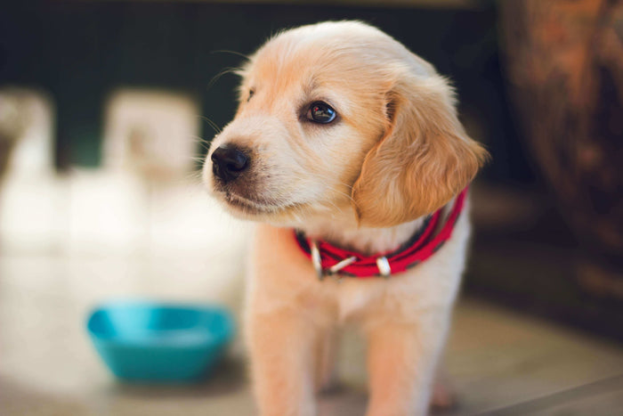Photo by Berkay Gumustekin on Unsplash A puppy makes an ideal companion for homeowners living alone or with families. According to a 2023 survey, 90% of households in the US consider dogs as part of their families. Bringing a young canine home enables you