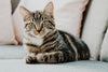 How to Keep Your Cat's Coat Healthy and Minimize Hairballs