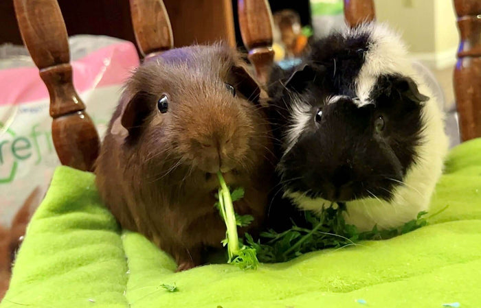 Facebook @briochepig Hello carefresh friends! In this blog we will look into the senses of the guinea pig and address many popular questions about them. One of the most popular topics about the senses of a guinea pig is their eyesight. There are a few opi