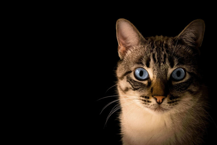 Photo by Pacto Visual on Unsplash The digital shift in animal care offers smart solutions for pet owners, providing tools and technologies to improve the well-being of their furry friends. A study by the American Pet Products Association (APPA) found that