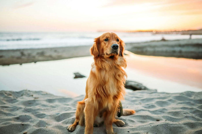 Photo by Justin Aikin on Unsplash Behavioral issues in dogs can create significant challenges for both the pet and the owner. A well-behaved dog can enhance the quality of life for everyone involved, leading to a fulfilling relationship between pet and ow