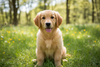 Top 5 Most Loved Puppy Breeds Families Are Searching For
