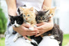 Ultimate Guide To Kitten Care: Nutrition, Health, and Hygiene