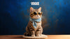 Pet Glow-Ups: Making Your Furry Friends Look Like Superstars in Photos