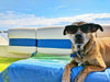 How to Keep Your Pet Healthy This Summer?