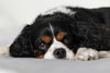 Why King Cavalier Puppies Make the Perfect Family Pet