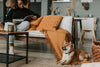 Inspirational Stories That Every Dog Owner Can Relate To